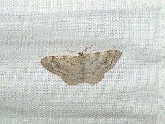 Hydrelia sylvata