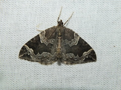 Eulithis prunata