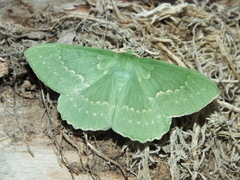Geometra papilionaria