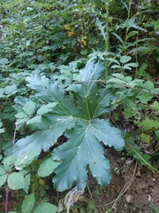 Heracleum stevenii