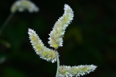 Ouret sanguinolenta