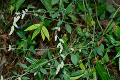 Ouret sanguinolenta