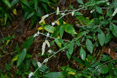 Ouret sanguinolenta