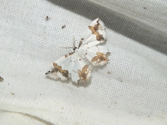 Eversmannia exornata