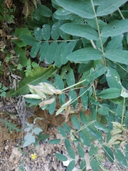Astragalus glycyphylloides