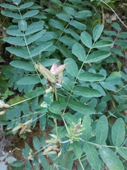 Astragalus glycyphylloides