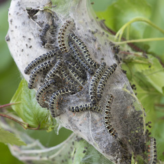 Eriogaster lanestris