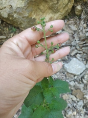 Scrophularia scopolii