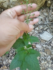 Scrophularia scopolii