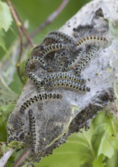 Eriogaster lanestris