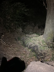 Prionailurus bengalensis