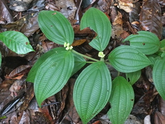 Miconia nervosa
