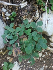 Potentilla micrantha