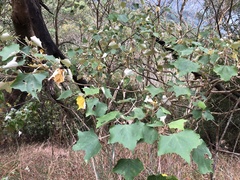 Mallotus paniculatus formosanus