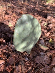 Opuntia tunoidea