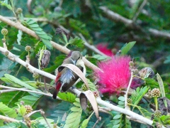 Leptocoma minima