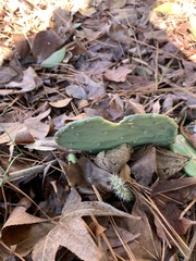 Opuntia tunoidea