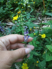 Scutellaria altissima