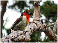 Lybius torquatus torquatus