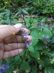Scutellaria altissima