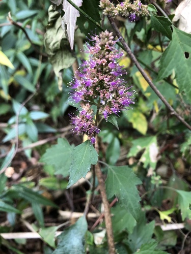 Pogostemon formosanus Oliv.
