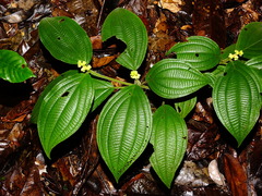 Miconia nervosa
