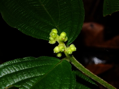 Miconia nervosa