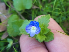 Veronica persica