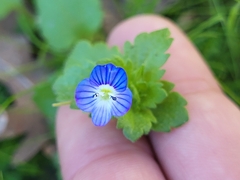 Veronica persica