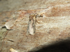 Xestia collina