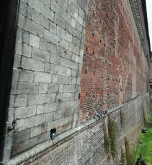 Columba livia domestica