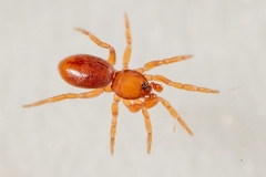 Oonopidae