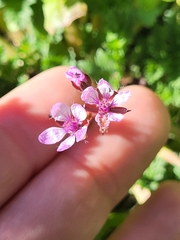Erodium cicutarium