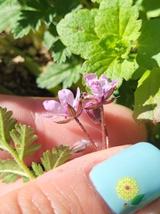Erodium cicutarium