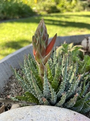 Aloe humilis