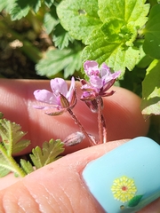 Erodium cicutarium