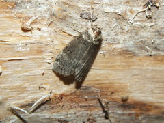 Tetheella fluctuosa
