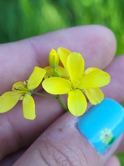 Brassiceae