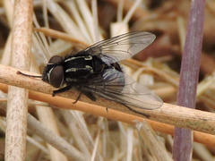 Graphomya maculata