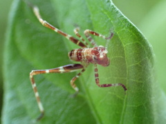 Caedicia
