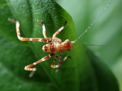 Caedicia