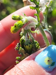 Senecio vulgaris
