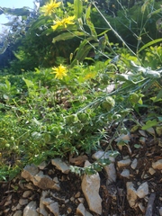 Cynoglossum creticum