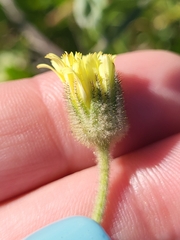 Andryala integrifolia
