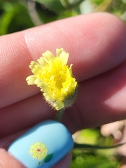 Andryala integrifolia