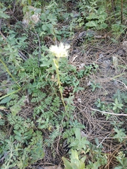Silphiodaucus hispidus