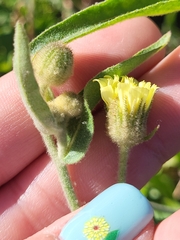 Andryala integrifolia