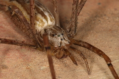 Euprosthenops bayaonianus