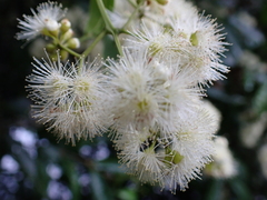 Syzygium floribundum