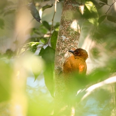 Micropternus brachyurus